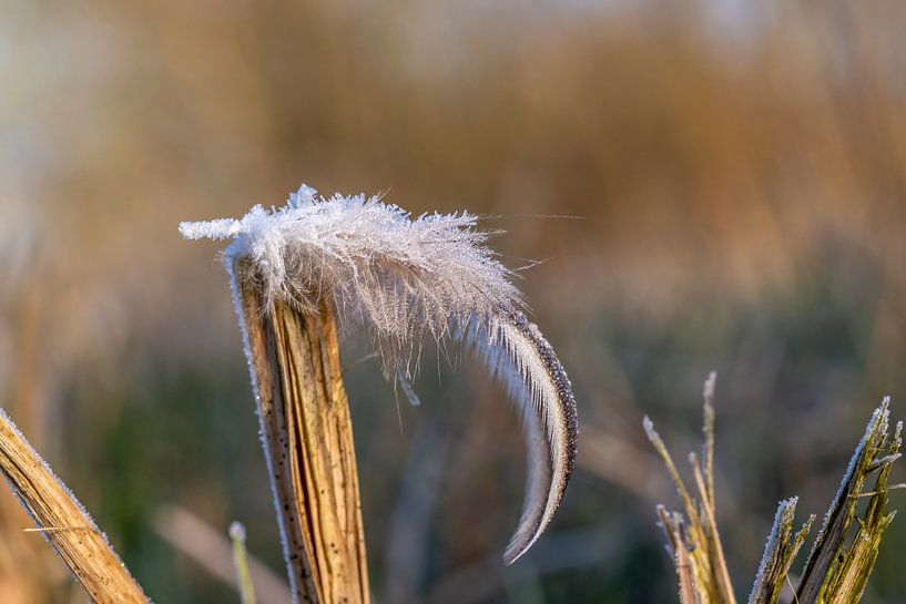 The downy feather in the frost. by Els Oomis