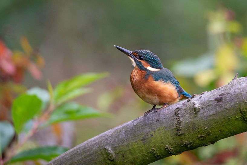 Alcedo atthis / martin-pêcheur par Martin de Bock