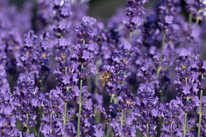 Viel lila Lavendel mit Biene von Ulrike Leone