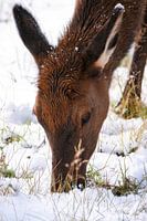 Cerfs dans le Montana