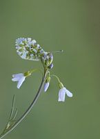 Orange tips on cuckoo flower
