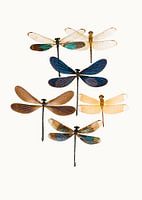 Rariteitenkabinet_Insecten_10