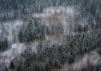 Forêt d'hiver rêveuse