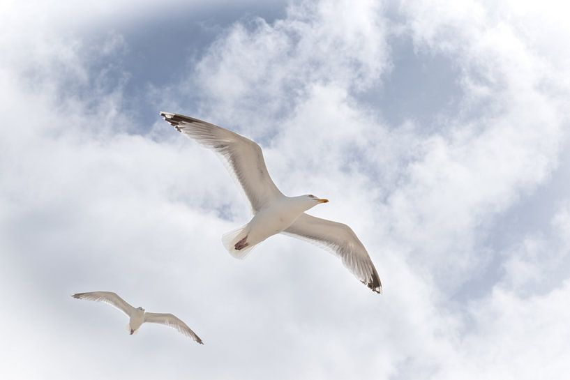 La liberté par Tanja Otten Fotografie