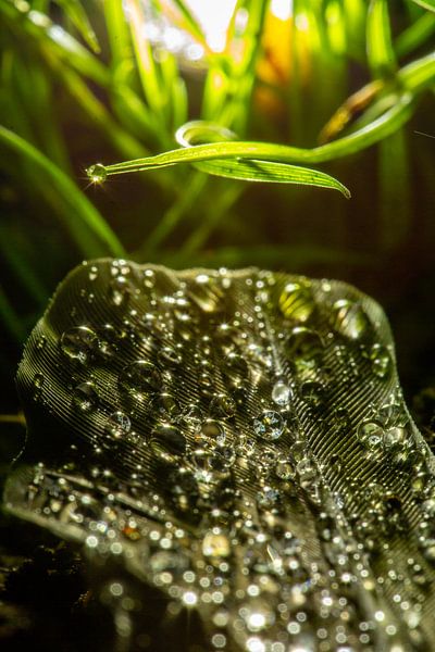 Federgewicht von Sébastiaan Stevens