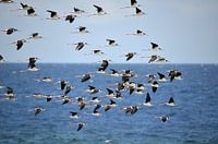 Frigate birds in Curaçao