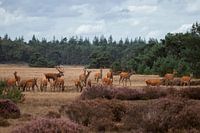 Oestrus de cerfs sur le parc le Hoge Veluwe
