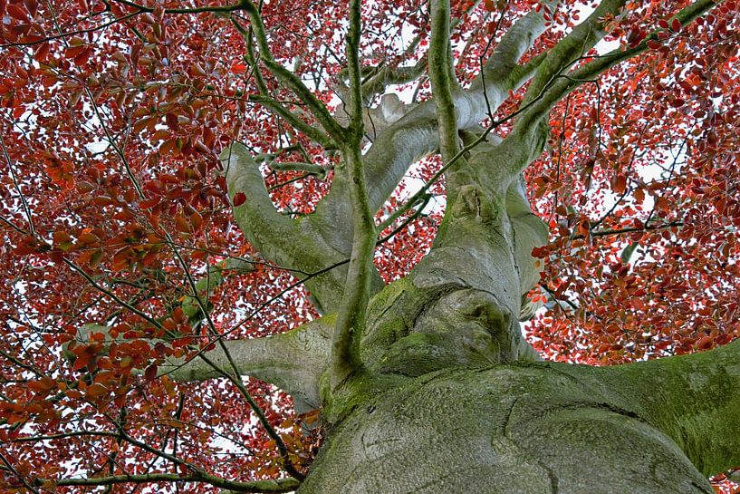 Tronçon par Huub Westendorp