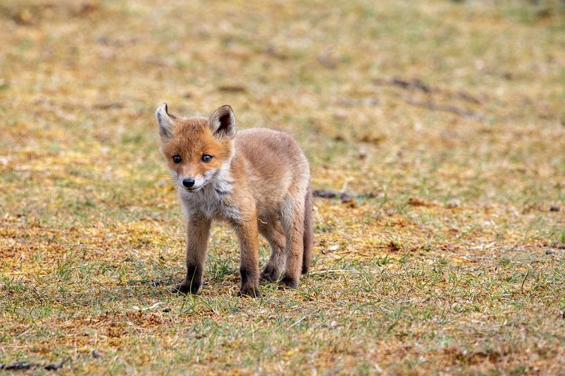 renard dans les dunes par Ed Klungers