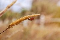 Ladybird on Wheat
