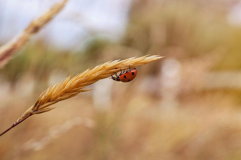 Ladybird on Wheat by Maaike Beveridge