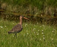 Grutto's op Terschelling