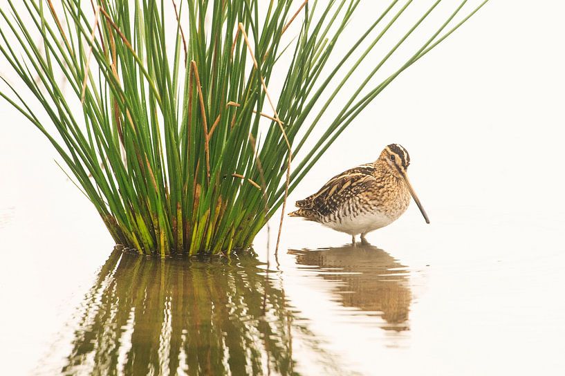 Snipe (Gallinago gallinago) in the water by Marcel van Kammen