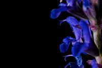 Fleur de sauge violette sur fond noir