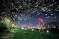 Blossom flowers & the Willemsbrug by night.