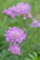Scabiosa blossoms
