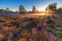 Sonnenaufgang im Moor