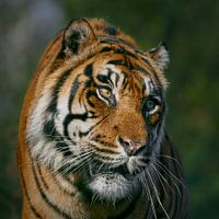 The proud look of a tiger