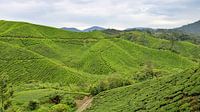 Tea plantation in Malaysia