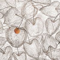 Physalis