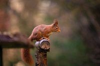 Squirrel at the feeding site