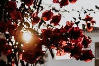 Pink vintage flower plant against white backdrop | Nature & Travel photography | Fine Art photo 