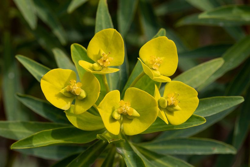 Gelb blühende Euphorbia dendroides Nahaufnahme von Frans Rombout