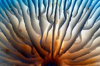 Unter einem großen Pilz