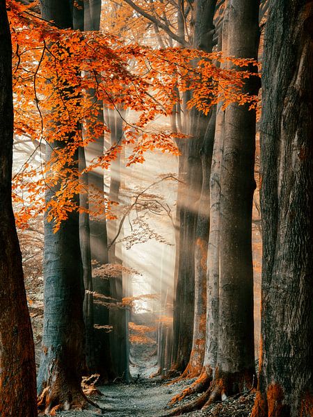 Pour vos yeux seulement par Lars van de Goor