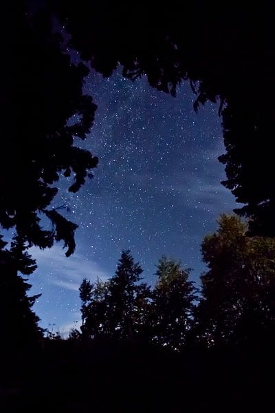 Starry sky over the branches of trees and mountains, night landscape. Tourism in the Caucasus in Abk by Michael Semenov