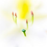 UFO: Unidentified Flora Object