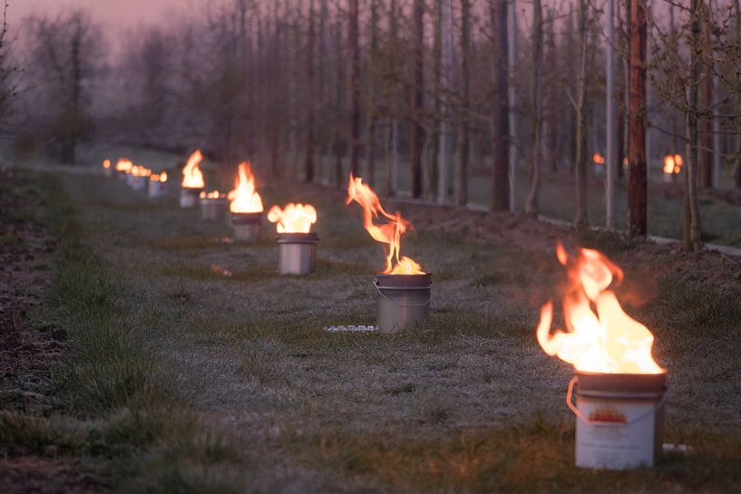 Vuurpotten kersenboomgaard van Moetwil en van Dijk - Fotografie