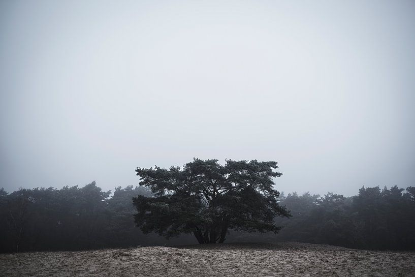 Soesterduinen par Eddy Westdijk