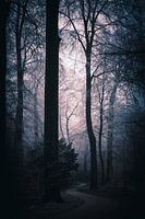 Purple lilac light through the fog on a forest path in the netherlands