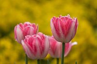 Nahaufnahme von Tulpen in pink und weiß mit Regentropfen