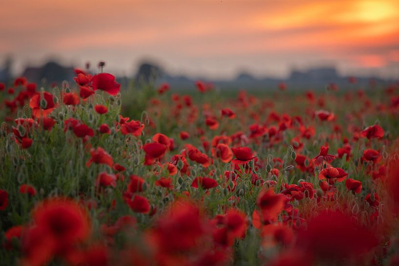 Mohnfeld bei Sonnenuntergang von Patricia van Kuik