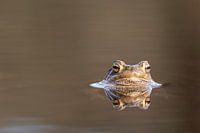 Chemin dans l'étang du ruisseau de la forêt à Renkum
