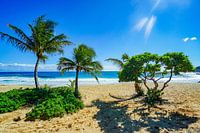 Strand mit Palmen in Hawaii