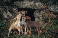 Die Liebe zu einem streunenden Hund von ihren pupies