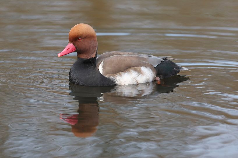 Kronenente (Netta rufina) von Ronald Pol