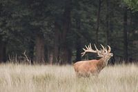 Rotwild auf der Veluwe - Wetterfahne