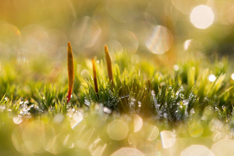 zonnig mos von Francois Debets