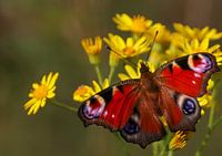 Dagpauwoog in de Hollandse polder