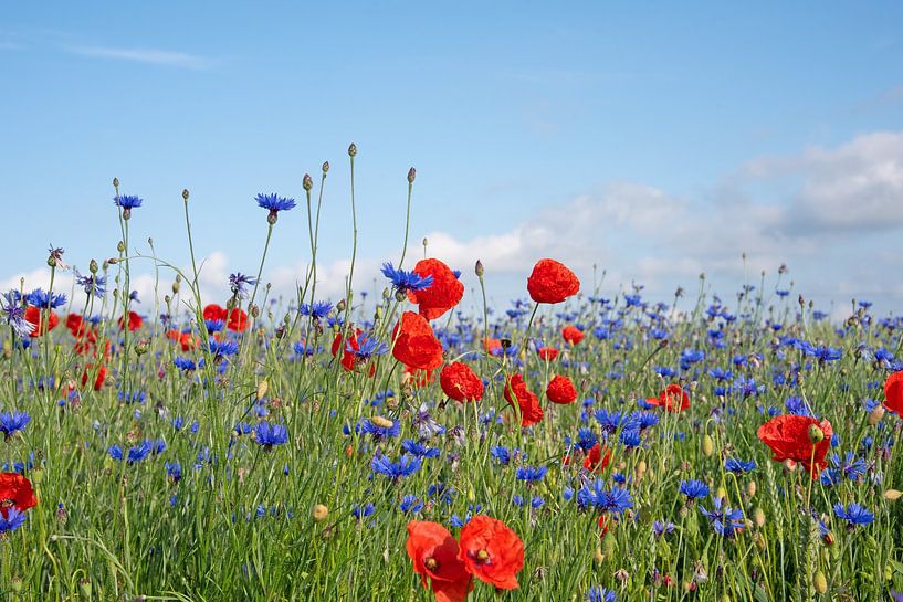 Kornblumen und Mohnblumen am Feldrand von Michael Schuppich