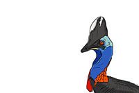 Kasuari betritt den Bildschirm