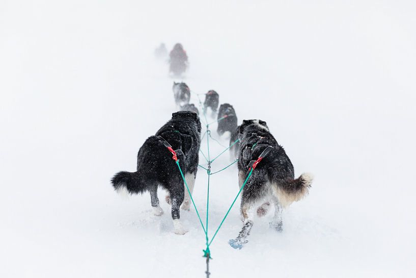 Schlittenhunde, die durch den Schnee stapfen von Martijn Smeets