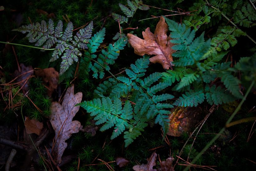 fern leaves by Kim van Beveren