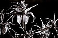plant flower emperor's crown black and white