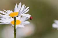 Lieveheersbeestje op een Margriet