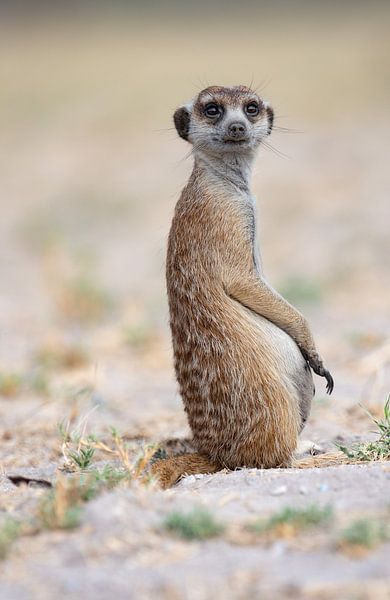 Suricate du Botswana par Jacco van Son